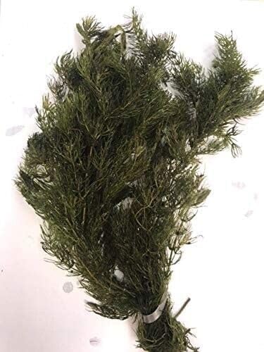 Live Aquarium 6 Hornwort Coontail Indoor Plants - Excellent Aquarium Plant - Beautiful Effect to Aquarium - Fast Growth, Long Lasting & Easy to Care Aquatic Plants - Pack 6