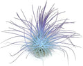Thin Colored Air Plant, Live Tillandsia House Plant, Easy Care Indoor Outdoor, Great Gift, Healthy Arrival Guaranteed, (Rainbow #5)