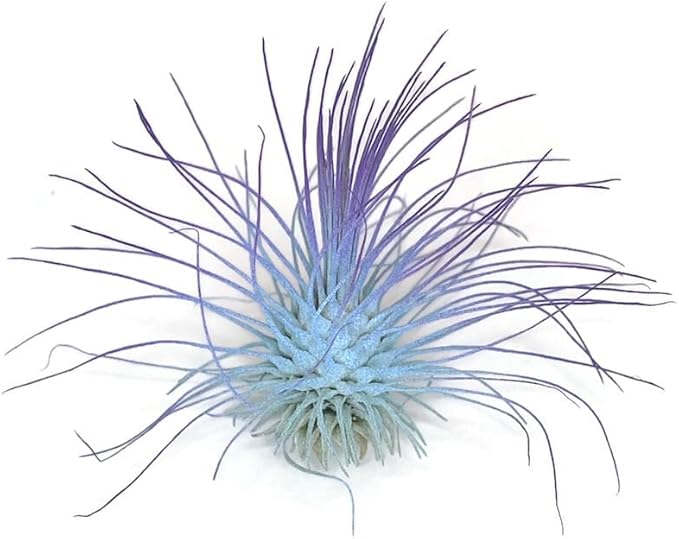 Thin Colored Air Plant, Live Tillandsia House Plant, Easy Care Indoor Outdoor, Great Gift, Healthy Arrival Guaranteed, (Rainbow #5)