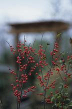 RedCrocus Sparkleberry Winterberry Ilex verticillata- Vibrant Red Berries, Deciduous Shrub, Attracts Pollinators, Deer Resistant, Container Friendly, Pet Safe, Ideal for Gardens 3 Gallon