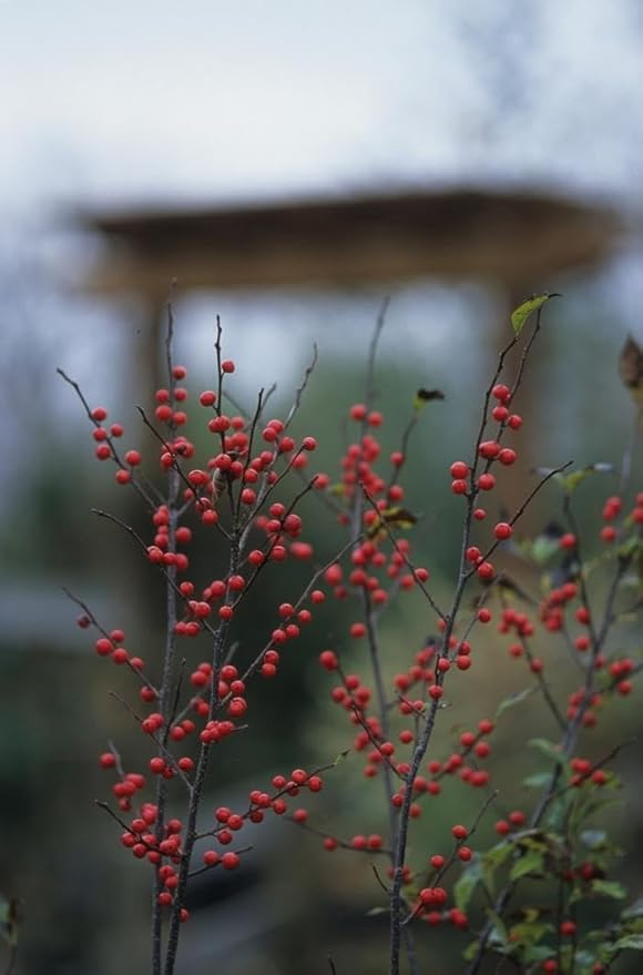 RedCrocus Sparkleberry Winterberry Ilex verticillata- Vibrant Red Berries, Deciduous Shrub, Attracts Pollinators, Deer Resistant, Container Friendly, Pet Safe, Ideal for Gardens 3 Gallon
