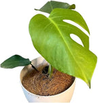 LEAL PLANTS ECUADOR Monstera Deliciosa Live Plant| Large Indoor Swiss Cheese Plant | Tropical Air-Purifying Houseplant with Unique Perforated Leaves | Easy Care Monstera Indoor House Plant