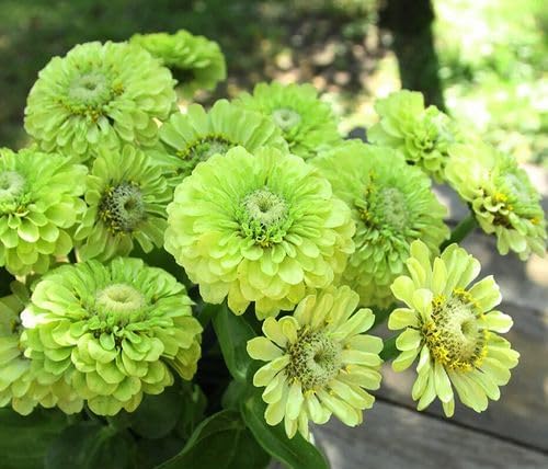Fresh Premium Green Envy Zinnia Seeds Greens Heirloom Non-GMO Flower Seeds elegans Lime Green Flowers Rare Butterflies Blooms 100pcs