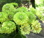 Fresh Premium Green Envy Zinnia Seeds Greens Heirloom Non-GMO Flower Seeds elegans Lime Green Flowers Rare Butterflies Blooms 100pcs