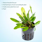 SubstrateSource Live Plants - Echinodorus ‘Green Chameleon’ (Echinodorus sp.) - Medium to High Light, Green Red Accent, Midground to Background Placement, Freshwater Aquatic Plant - Pot