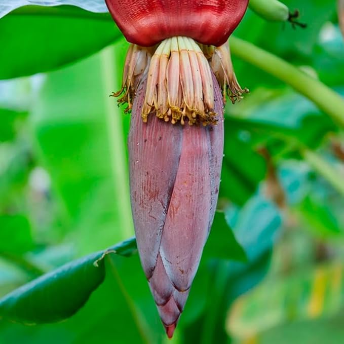 Banana Tree Dwarf Cavendish (4 Pack) Live Banana Plant for Sale | Easy to Grow Plants | Edible Fruit Plant. | Grow Your own Food on Your Edible Organic Garden|Live for Planting|