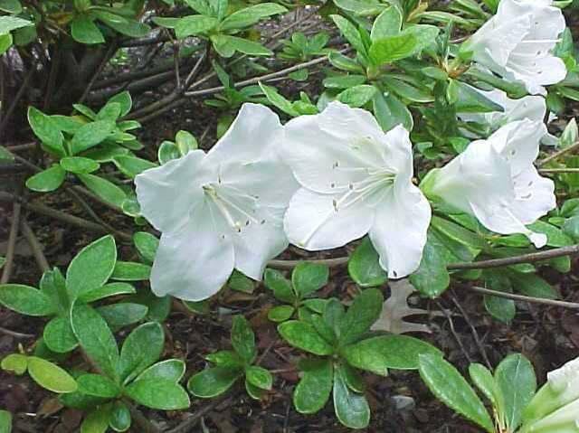 RedCrocus Girard's Pleasant White Azalea- Evergreen Shrub for Borders & Containers, Fragrant Spring Blooms, Deer-Resistant, Pet Safe, Well-Drained Acidic Soil, Compact & Shade Tolerant 3 G
