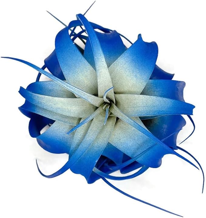 XL Xerographica Colored Air Plant, Live Tillandsia House Plant, Easy Care Indoor Outdoor, Great Gift, Healthy Arrival Guaranteed (Blue)