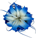XL Xerographica Colored Air Plant, Live Tillandsia House Plant, Easy Care Indoor Outdoor, Great Gift, Healthy Arrival Guaranteed (Blue)
