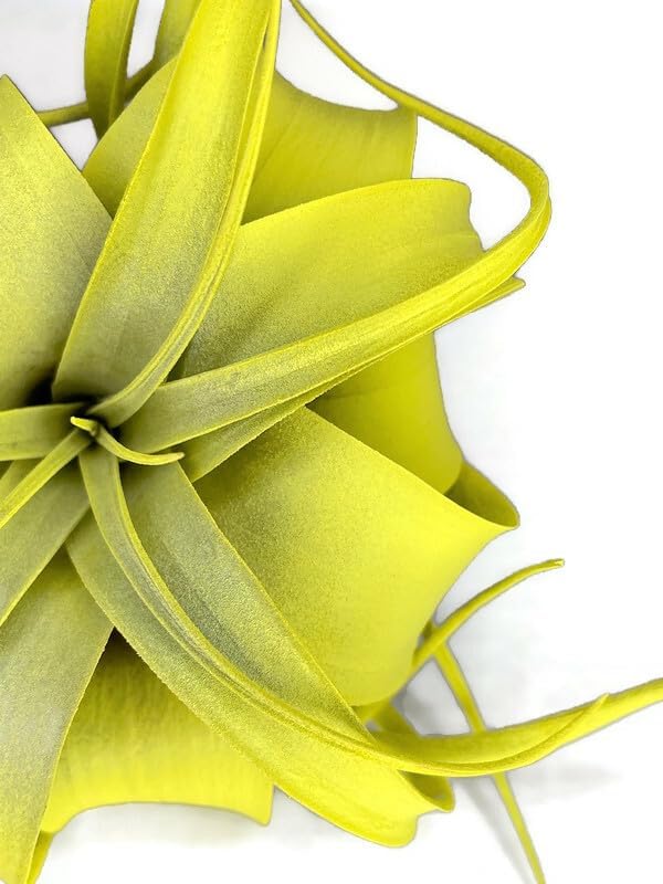 XL Xerographica Colored Air Plant, Live Tillandsia House Plant, Easy Care Indoor Outdoor, Great Gift, Healthy Arrival Guaranteed (Yellow)