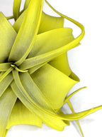 XL Xerographica Colored Air Plant, Live Tillandsia House Plant, Easy Care Indoor Outdoor, Great Gift, Healthy Arrival Guaranteed (Yellow)