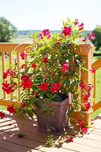 Tropical Plants of Florida Red Mandevilla Plant Live Hanging Basket - 12" Basket - Overall Size 14" Wide by 18"