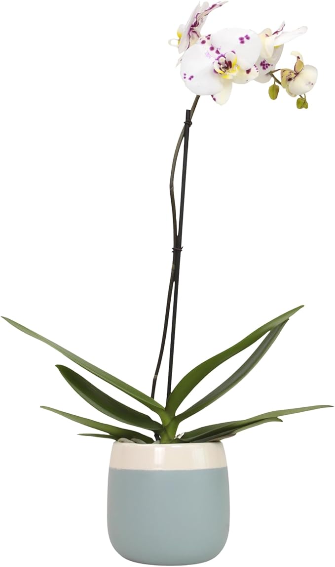 Large Novelty Live Orchids Blooming in 5" Blue & White Orchid Pot, Pet Friendly Live Plant Gifts for Plant Lovers, Approx. 22"+ Tall, Real Houseplants, Phalaenopsis Moth Flowers by Plants for Pets