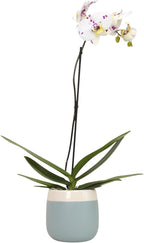 Large Novelty Live Orchids Blooming in 5" Blue & White Orchid Pot, Pet Friendly Live Plant Gifts for Plant Lovers, Approx. 22"+ Tall, Real Houseplants, Phalaenopsis Moth Flowers by Plants for Pets