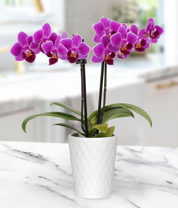 From You Flowers - Touch of Royalty Mini Orchid for Birthday, Anniversary, Get Well or Celebration