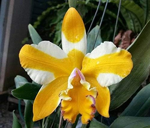 4 Live Orchid Plants to Choose (Cattleyas)