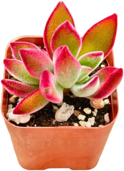 2" Echeveria Ruby Slippers Unique Succulents Plants Live, Live Starter Succulent Plants, Easy Care House Plants Rooted in Succulent Soil Mix, By The Succulent Cult