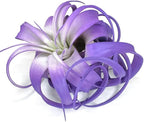 XL Xerographica Colored Air Plant, Live Tillandsia House Plant, Easy Care Indoor Outdoor, Great Gift, Healthy Arrival Guaranteed (Purple)