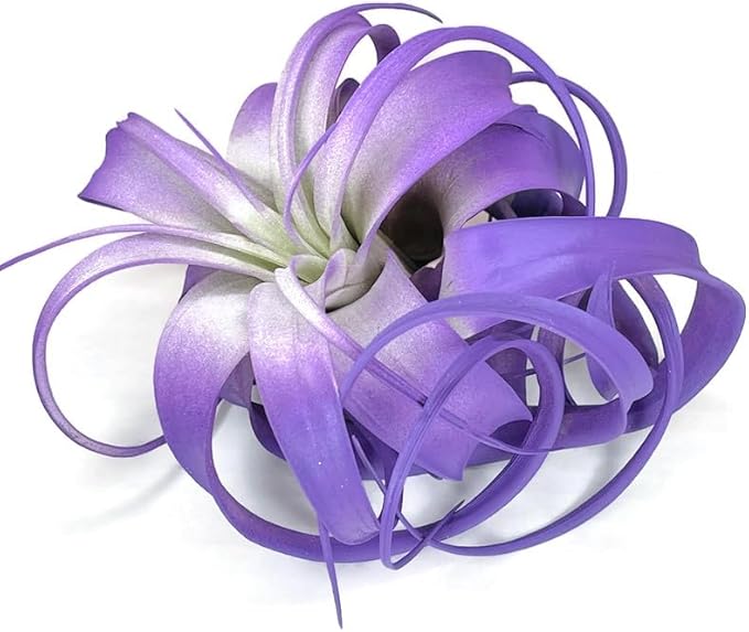 XL Xerographica Colored Air Plant, Live Tillandsia House Plant, Easy Care Indoor Outdoor, Great Gift, Healthy Arrival Guaranteed (Purple)