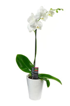 KaBloom - White Phalaenopsis Orchid Plant (18-24 Inches Tall) (1 Stem) in a White Ceramic Pot - Fresh Flowers for Birthday, Valentine's & Mother's Day