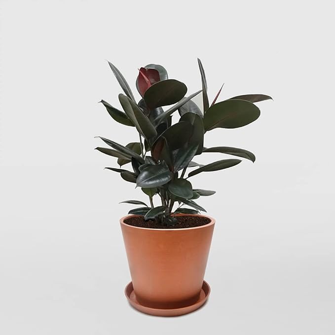 Rubber Plant - 3 Live Plants in 4 Inch Pots - Ficus Elastica “Burgundy” - Beautiful Easy Care Air Purifying Indoor Houseplant