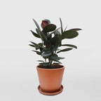 Rubber Plant - 5 Live Plants in 4 Inch Pots - Ficus Elastica “Burgundy” - Beautiful Easy Care Air Purifying Indoor Houseplant