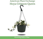 American Plant Exchange Hoya Krimson Queen, 8-Inch Hanging Basket, Flowering Indoor Houseplant, Live Wax Plant, Cascading Pink and White Foliage