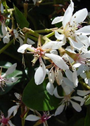 Snow White Indian Hawthorn (2.5 Gallon) White Blooming Evergreen Shrub - Full Sun Live Outdoor Plant