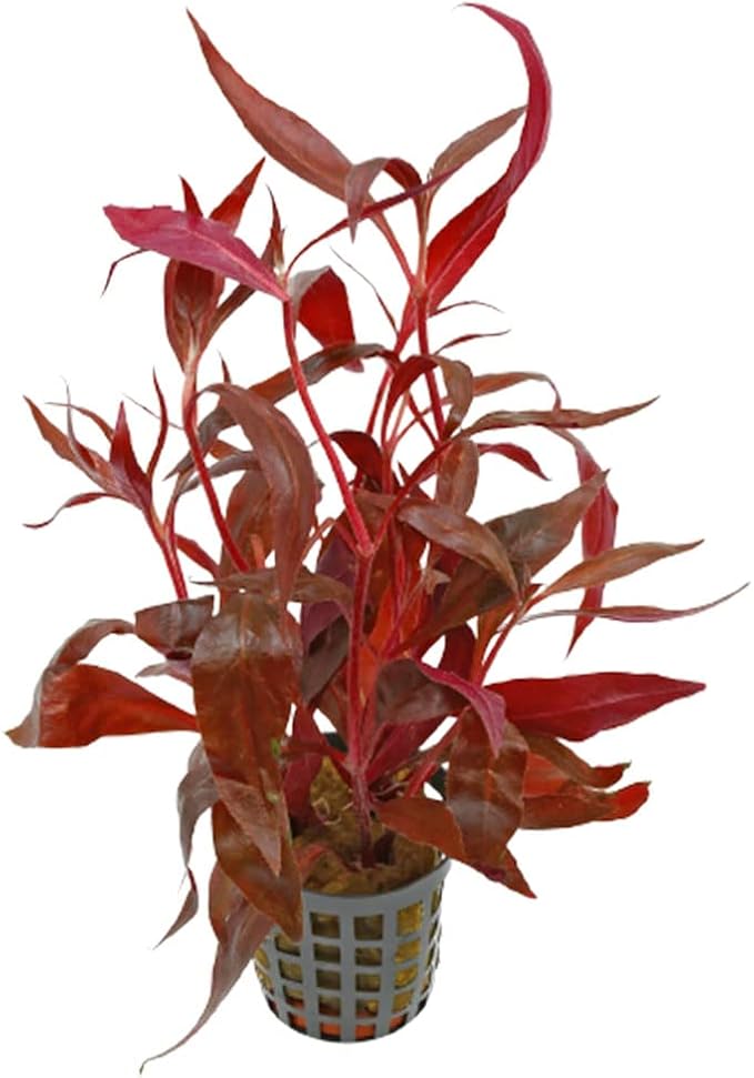 Amazon Sword Echinodorus Red Rose - Vibrant Red Aquarium Plant - High Light & CO2 Requirements - Beautiful Freshwater Aquarium Decoration - Easy to Maintain and Grow - 2" Pot