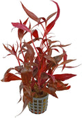 Amazon Sword Echinodorus Red Rose - Vibrant Red Aquarium Plant - High Light & CO2 Requirements - Beautiful Freshwater Aquarium Decoration - Easy to Maintain and Grow - 2" Pot