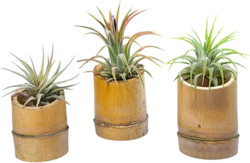 Rainforest Grown 3 Pack Ionantha Air Plants Assorted Sizes with 3 Mini Bamboo Planters Air Plant Holders - Live Tillandsia - 1 to 3 inches â€“ Succulents 30 Day Guarantee