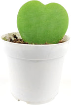 Hoya Kerrii Heart (4'' + Grower Pot) - Sweetheart or Valentine Hoya - Low Light and Healthy Houseplant - Easy to Care Indoor Houseplant - Fully Rooted in 2/4/4.5/5/6 inch Sizes