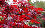 Japanese Red Maple Live Plant – 1-2 Ft Tall Tree in 3 Inch Pot – Outdoor Ornamental Dwarf Red Maple for Landscaping, Patio, Garden or Bonsai Starter – Hardy Deciduous Shade Tree