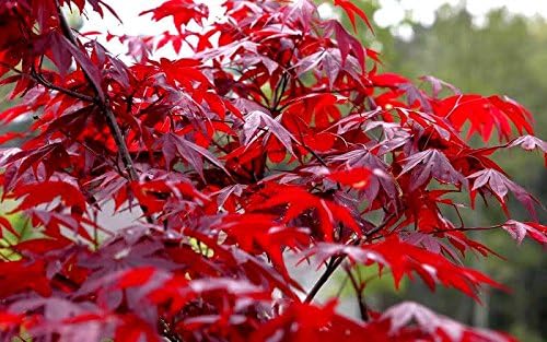 Japanese Red Maple Live Plant – 1-2 Ft Tall Tree in 3 Inch Pot – Outdoor Ornamental Dwarf Red Maple for Landscaping, Patio, Garden or Bonsai Starter – Hardy Deciduous Shade Tree