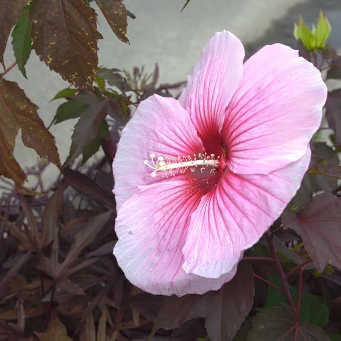 3 Hardy Hibiscus Plants Live, Well Rooted Hibiscus Flower 4-7'' Tall, Flowering Shrub for Garden or Containers Planting (Pink with Red Center)