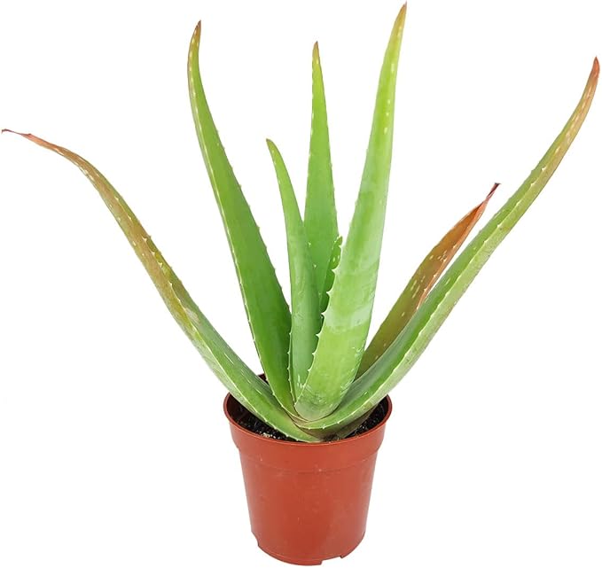 Aloe Vera (9"-13" Tall in 4" Grower Pot) - Air Purifying and Live Healthy Houseplant - Easy to Grow, Easy to Care Indoor Houseplant - Fully Rooted in 2/4/4.5/5/6 inch Sizes