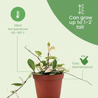 American Plant Exchange 'Krimson Queen' Hoya Carnosa Plant, Tricolor Wax Vine Succulent, Live Potted Houseplant for Home, Garden, Office, Patio Decor, 4-Inch Pot
