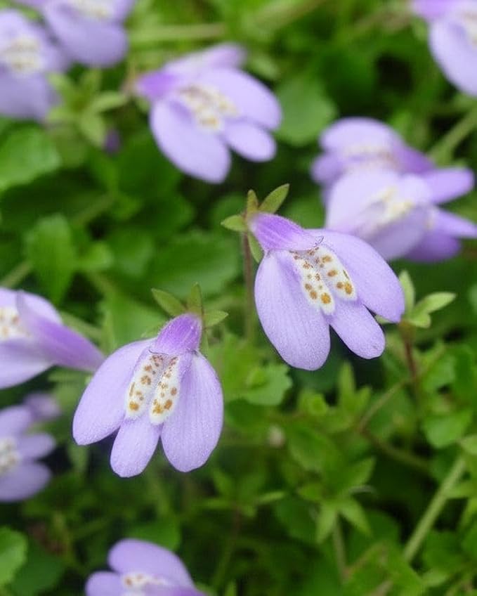 RedCrocus Creeping Mazus Mazus reptans 'Blue' | Ground Cover, Border Plant, Rock Garden | Evergreen, Pollinator Attractant, Pet Safe 1 Quart (Pack of 12)