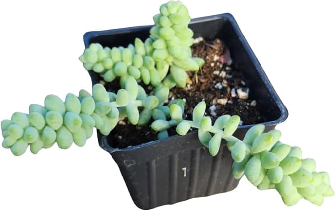 Smoke Camp Crafts Burro's Tail Succulent Plant, Sedum Morganianum, 2.5-inch Pot, Organic House Plant