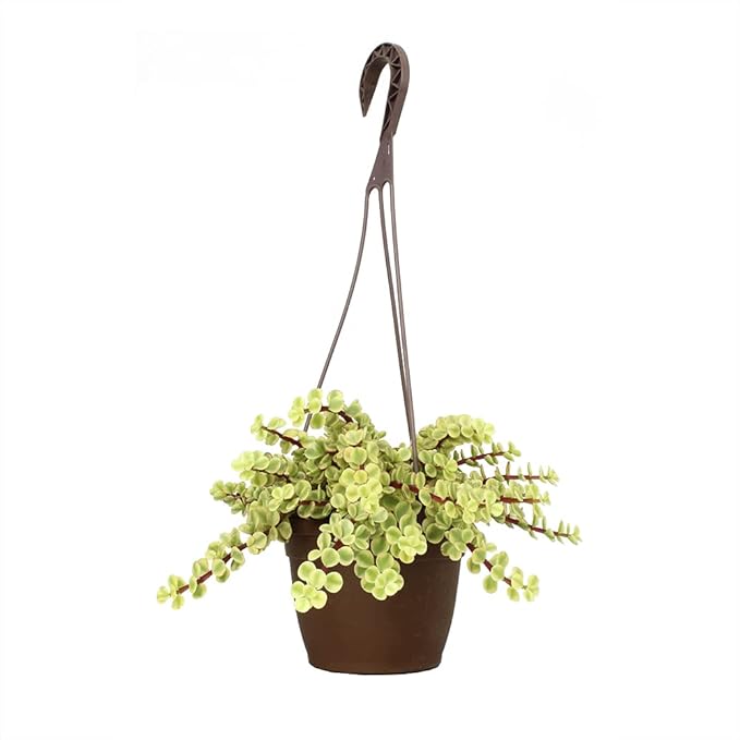 Variegated Portulacaria Afra Live Plants Indoor Plants, Succulents Plants Live Hanging Plants, Hanging Planter Basket Succulent Gift, Live Succulents Plants Live Houseplants by Plants for Pets