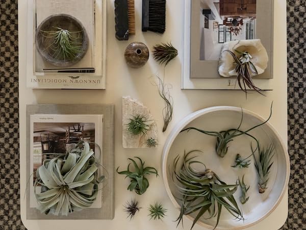 ragnaroc Holiday Hosting Gift Box Giant - 13ct -Tillandsia Air Plant Set - Live Arrival Guaranteed - House Plants for Home Decor & Gift