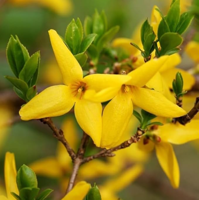 2 Lynwood Gold Forsythia Shrubs - 10-18" Tall Live Plants - Golden Bell Yellow Lynnwood Bushes/Trees - Forsythia x Intermedia 'Lynwood' - (2 Pack)
