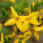 2 Lynwood Gold Forsythia Shrubs - 10-18" Tall Live Plants - Golden Bell Yellow Lynnwood Bushes/Trees - Forsythia x Intermedia 'Lynwood' - (2 Pack)