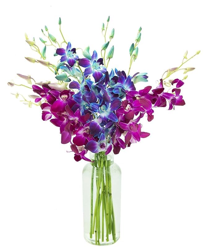 KaBloom - 10 Blue and 10 Purple Orchid with vase - Fresh Flowers for Birthday, Valentine's & Mother's Day