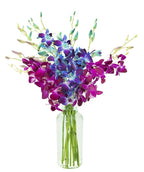 KaBloom - 10 Blue and 10 Purple Orchid with vase - Fresh Flowers for Birthday, Valentine's & Mother's Day