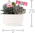 Green Circle Growers 6" Succulent Garden in Dultuh Ceramic with I Love You Pick and Glitter Mom Pick, Live Plant