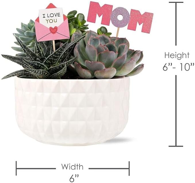 Green Circle Growers 6" Succulent Garden in Dultuh Ceramic with I Love You Pick and Glitter Mom Pick, Live Plant