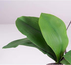 Orchid Artificial Flowers Faux Orchids Classic Orchids Artificial Living Room Planter Artificial Phalaenopsis Flowers Home Furnishing Artificial Flower Natural Look