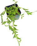 Live Trailing Plants String Plants (2”Pot String of Bananas)
