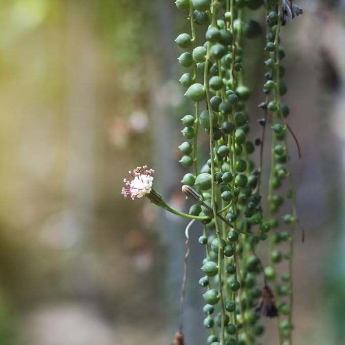 Shop Succulents 6" String of Pearls Hanging Succulent Live Plant, Versatile for Hanging Baskets, Vertical Gardens, Indoor & Outdoor Decor, Low-Maintenance Indoor Plant